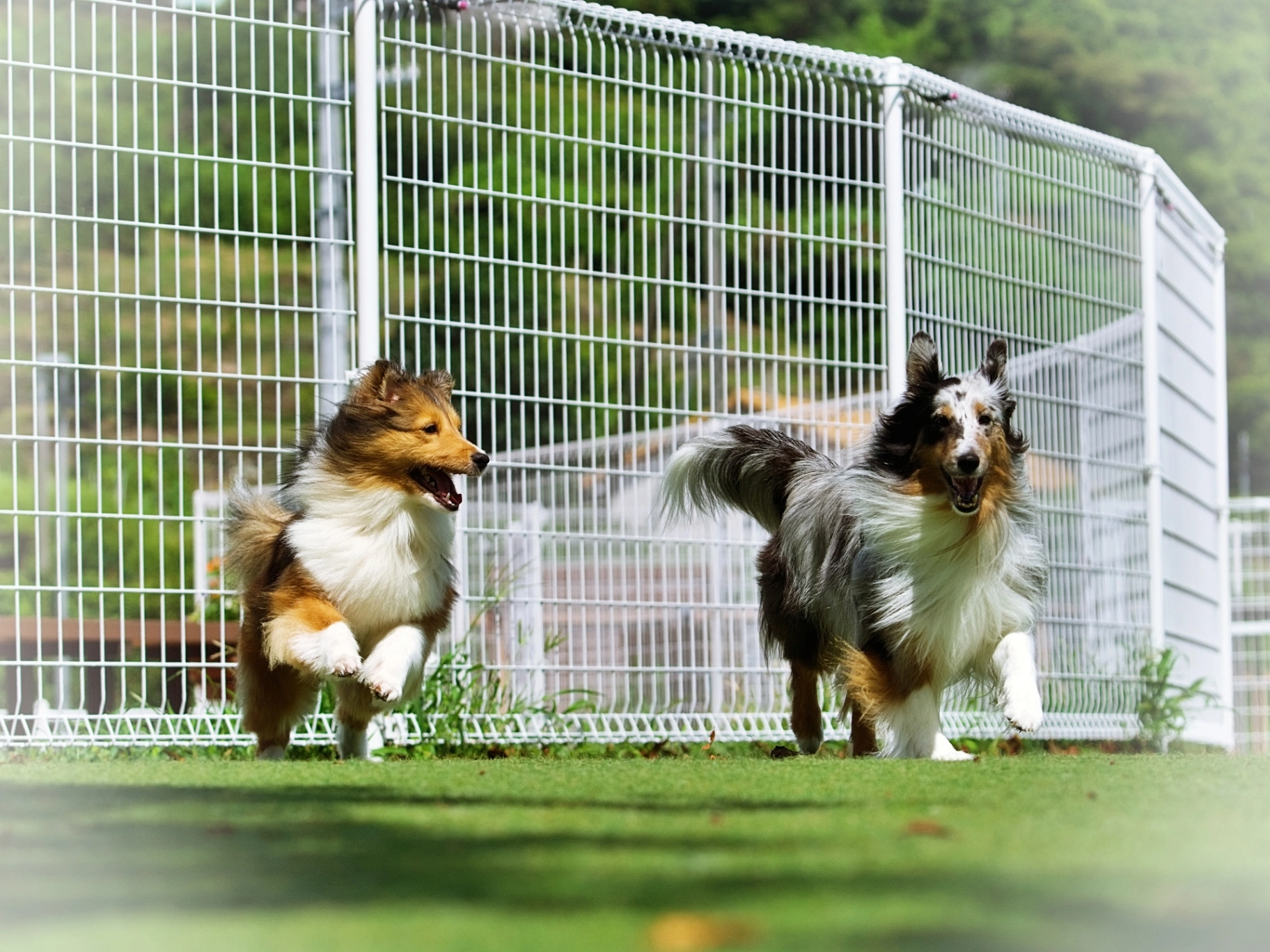 🏃 ドッグラン