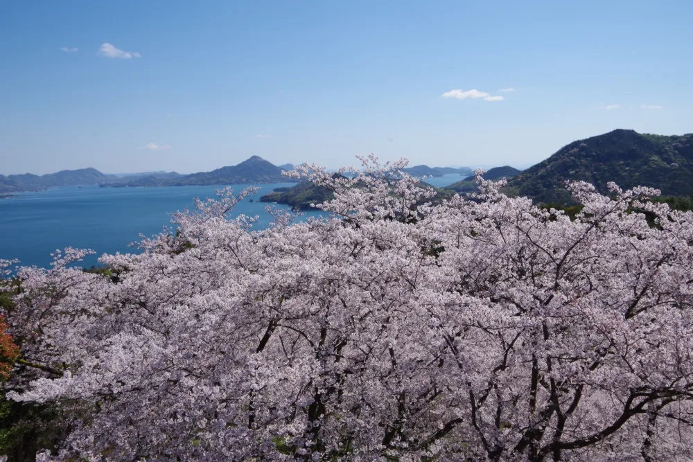 【2027年3月最新】愛媛・しまなみ海道イベントカレンダー＆マップ！春休みお出かけと早咲き桜情報