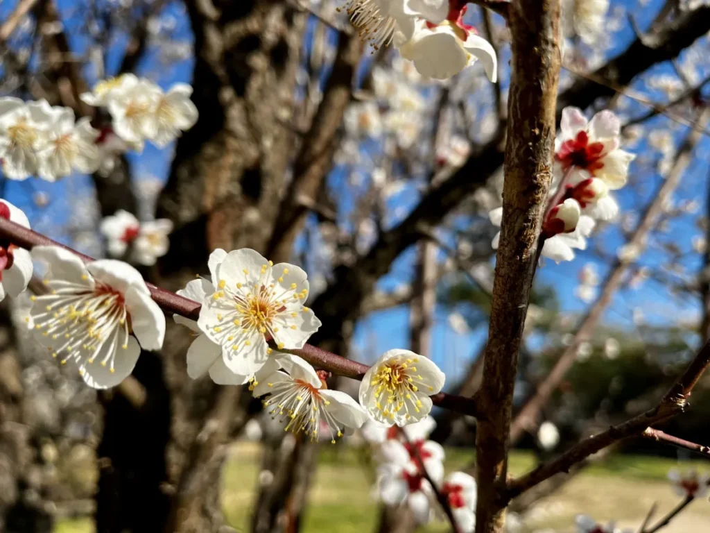 寒さを吹き飛ばす熱気！今治市2月のご当地グルメ・梅まつりイベント