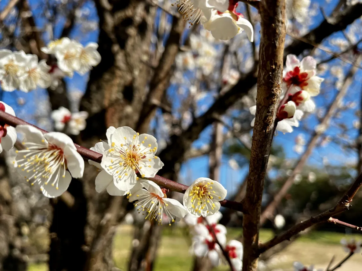 寒さを吹き飛ばす熱気！今治市2月のご当地グルメ・梅まつりイベント