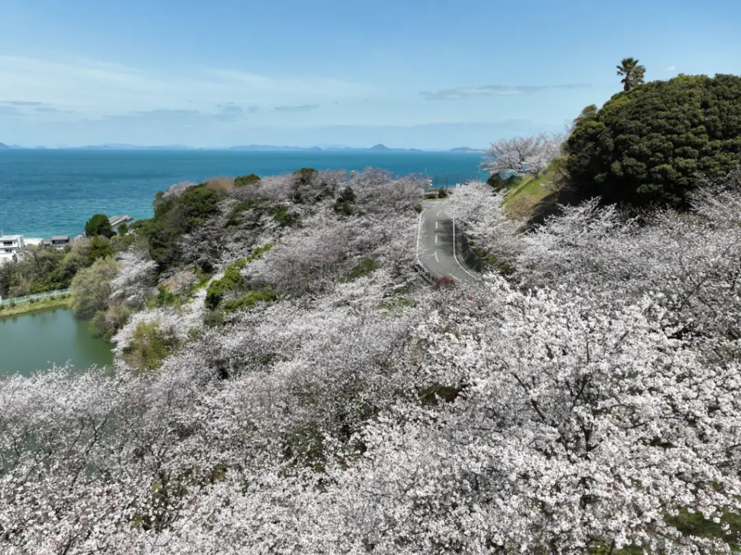 桜と海を巡る春爛漫ドライブ！伊予市4月のお花見・絶景ローカル春祭りマップ