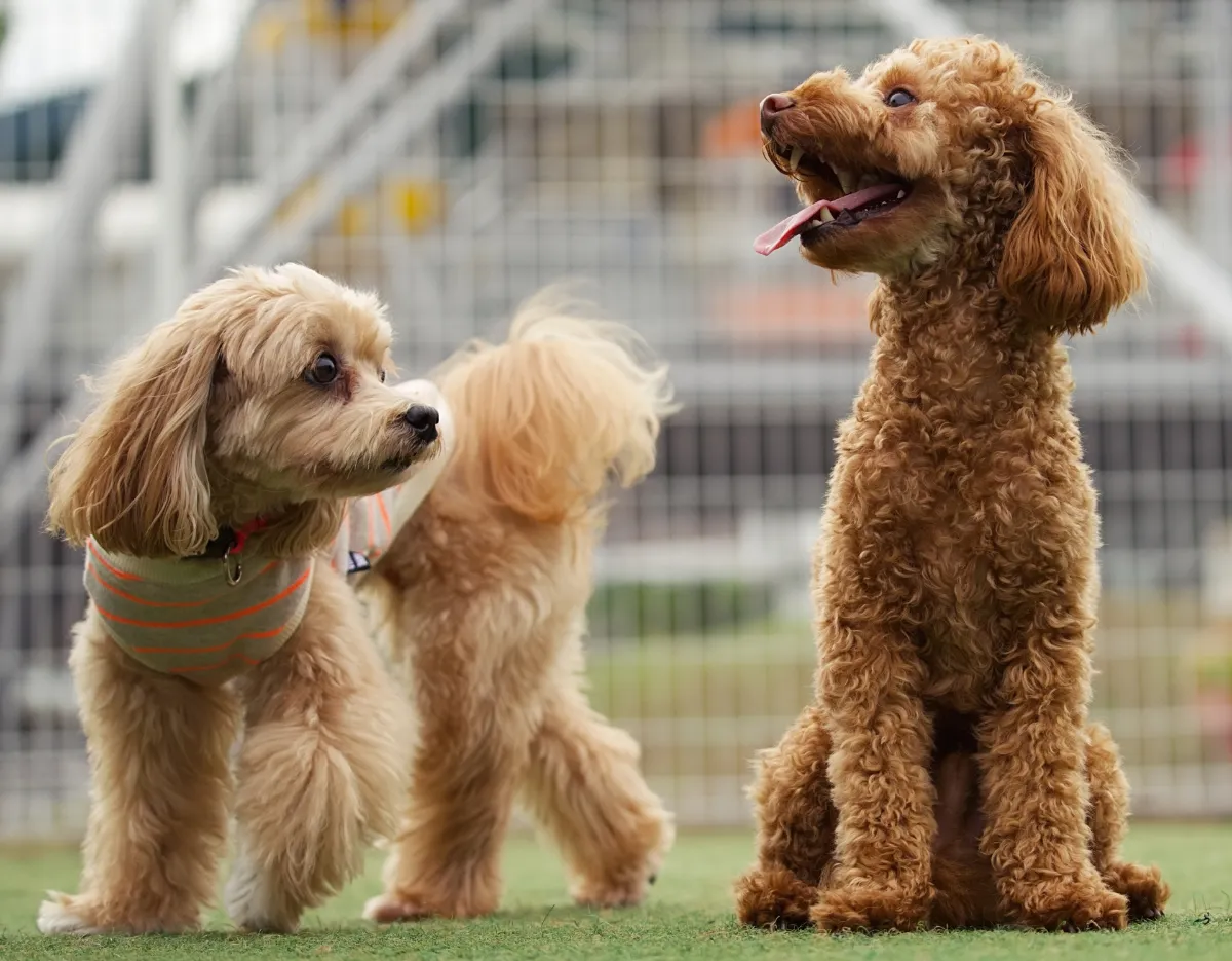 四国中央市の犬連れスポットマップ！ペット可カフェ・公園・ドッグランまとめ