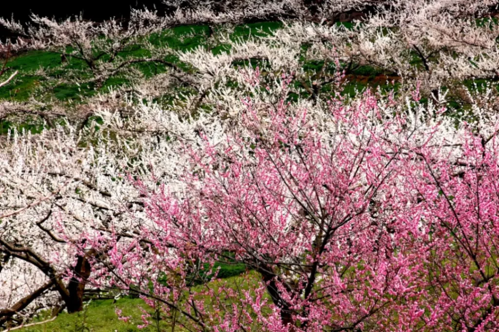 春風そよぐ重信川へ！東温市3月の家族向けレジャー＆お花見先取りマップ