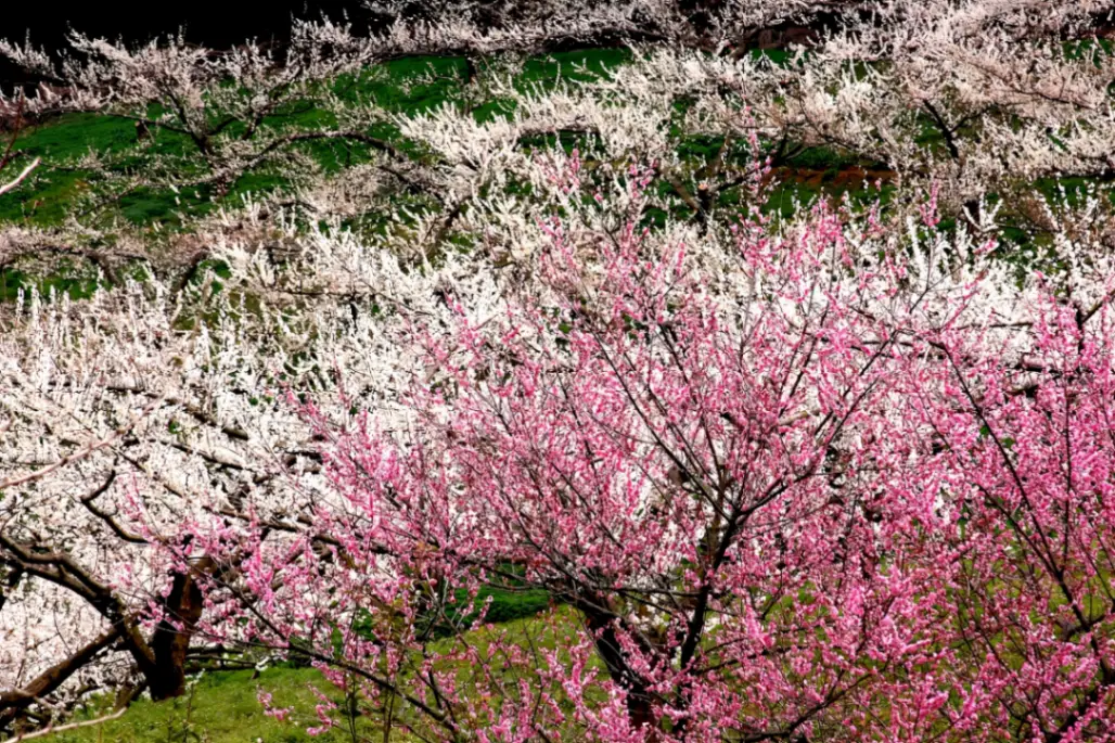 春風そよぐ重信川へ！東温市3月の家族向けレジャー＆お花見先取りマップ
