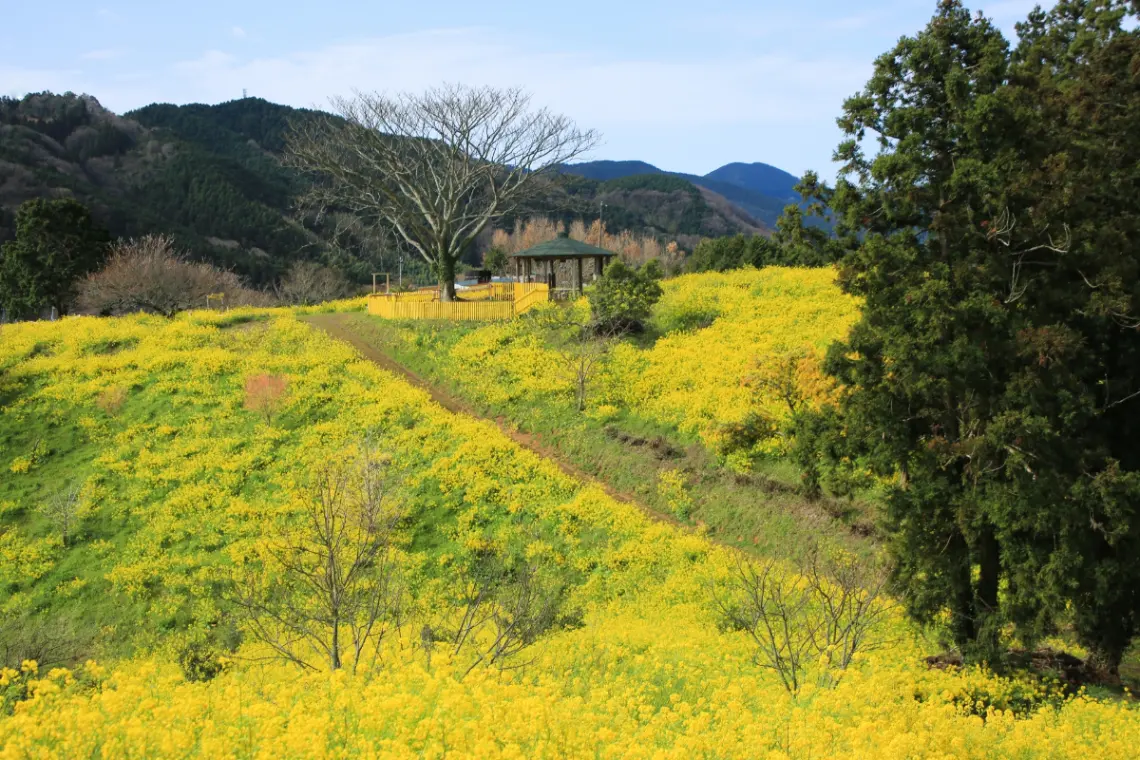レトロな町並みと雛飾り。伊予市2月の「郡中まちひな」・冬のお出かけガイド