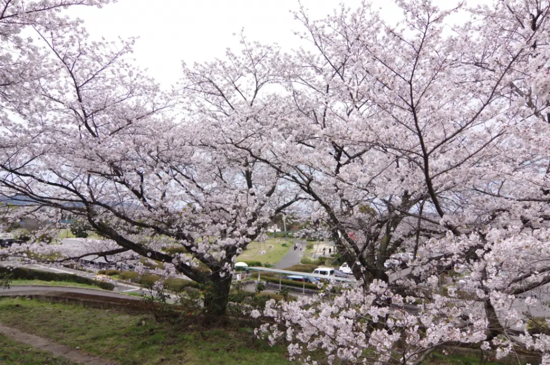 滝の宮公園の桜が満開！新居浜市4月のお花見・絶景ローカル春祭りマップ