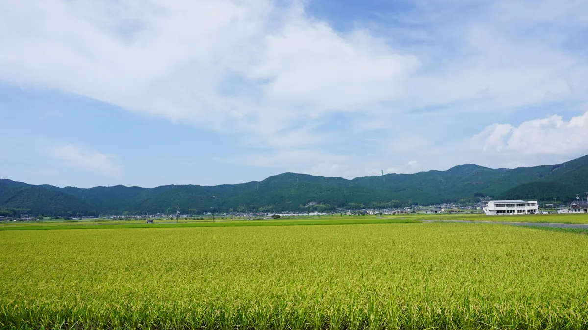泉谷の棚田と幻想のホタル。西予市6月のしっとり初夏・自然満喫まとめ