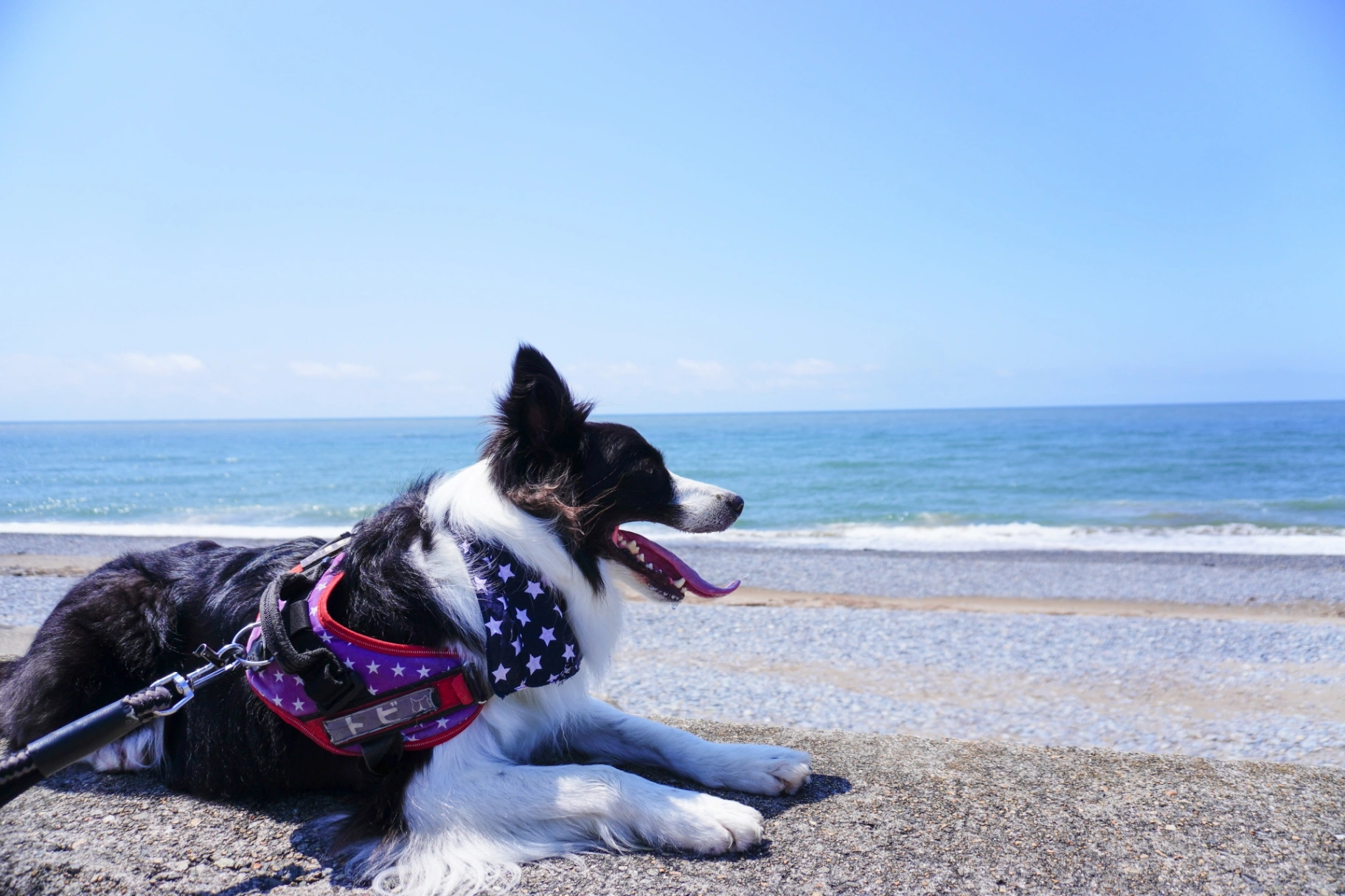 しまなみ海道で犬と行けるおでかけスポット｜絶景散歩コース・ペット可カフェ