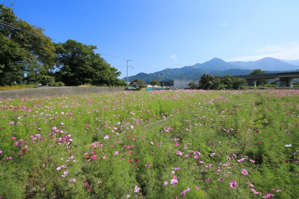 GWは新緑と大輪の牡丹！東温市5月のアウトドア・ぼたん祭りお出かけ情報