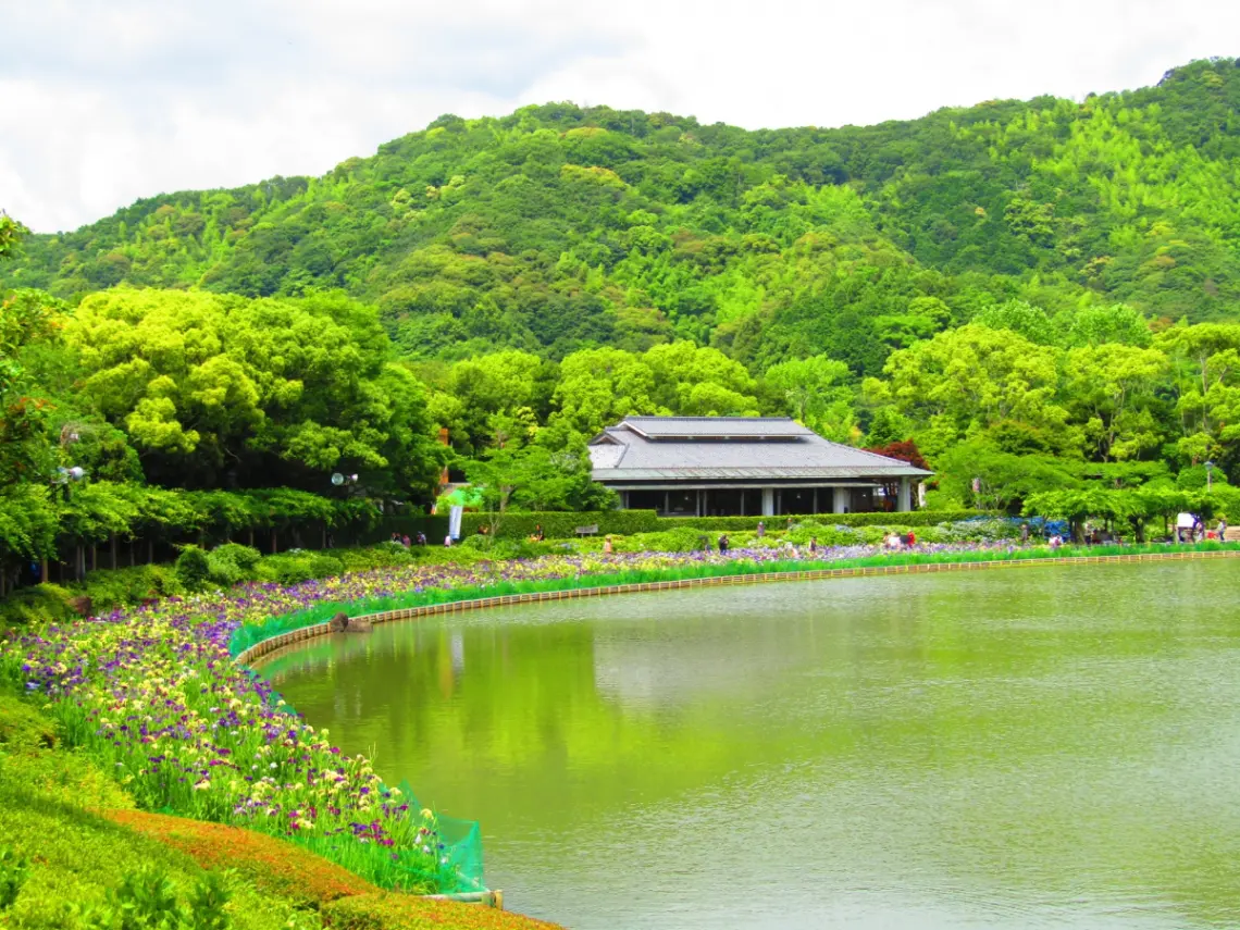 南楽園の花菖蒲としっとり情景。宇和島市6月の初夏イベントまとめ